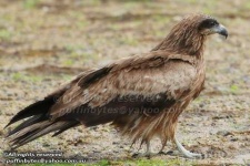 image of kite