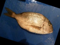 image of fish