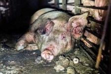 image of pig