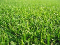image of grass