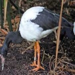 image of bird