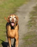 image of vizsla