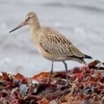 image of bar_tailed_godwit #20