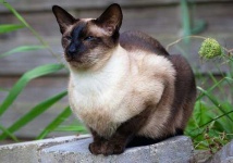 image of animal