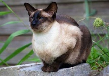 image of siamese #2