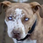 image of animal
