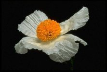 image of flower