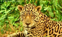 image of jaguar_car