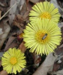 image of flower