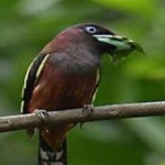 image of banded_broadbill #3