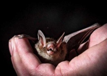 image of animal
