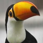 image of bird