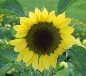 image of sunflower #14