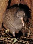 image of kiwi #18