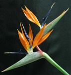 image of flower