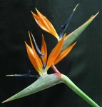 image of bird_of_paradise_flower #52