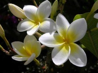 image of flower