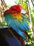 image of macaw