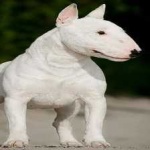 image of bull_terrier #4