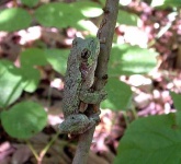 image of tree_frog #19