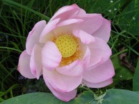 image of lotus #0