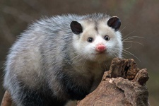 image of possum #20