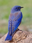 image of bluebird
