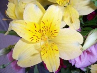 image of flower