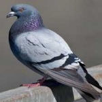 image of bird