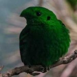 image of bird