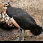 image of maleo