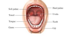 image of mouth #29