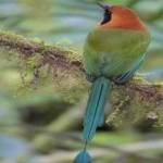 image of bird