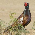 image of bird