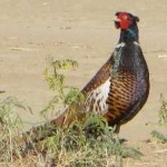 image of ring_necked_pheasant #29