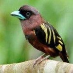 image of banded_broadbill #26