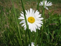 image of daisy