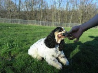 image of cocker_spaniel #5