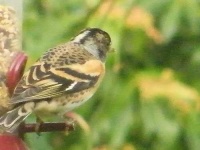 image of brambling