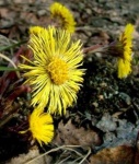image of flower