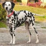 image of animal