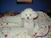 image of toy_poodle #9