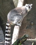 image of madagascar_cat