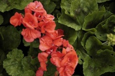 image of geranium #20