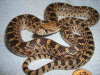 image of sidewinder