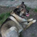 image of animal