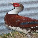 image of bird