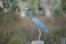 image of little_blue_heron