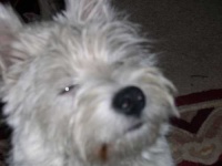 image of west_highland_white_terrier