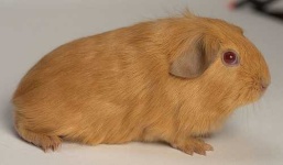 image of guinea_pig
